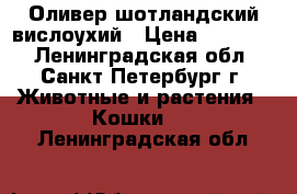 Оливер шотландский вислоухий › Цена ­ 10 000 - Ленинградская обл., Санкт-Петербург г. Животные и растения » Кошки   . Ленинградская обл.